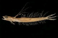 藏品(小骨鰧)的圖片